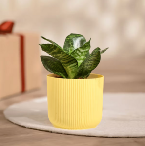 Ugaoo Snake Green Plant with Yellow Ibiza pot @29