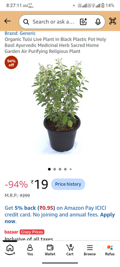 Basil/Tulsi plant @19