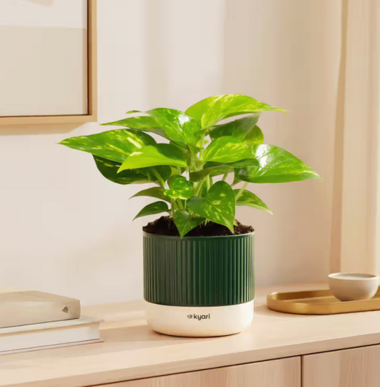 Click to enlarge Kyari Money Variegated Plant with Self-Watering Green Mylo Pot on Instamart