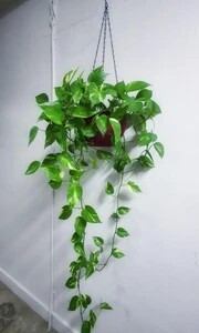 Bula Plant House Money Plant